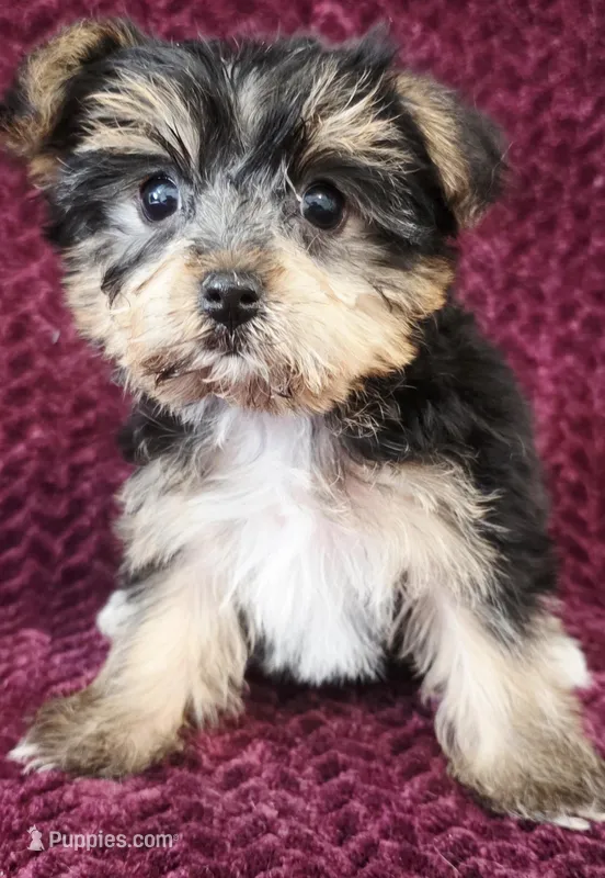 Bella – Yorkshire Terrier puppy on hold in Kendall, WI