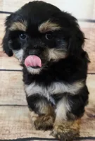 Martha, a female Yorkshire Terrier and Shichon for sale in Kendall, WI – 1 of 1