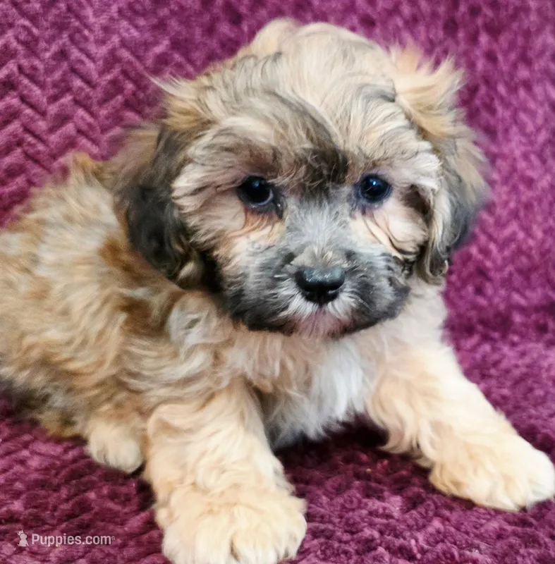 Rocky – Shihpoo puppy for sale in Kendall, WI