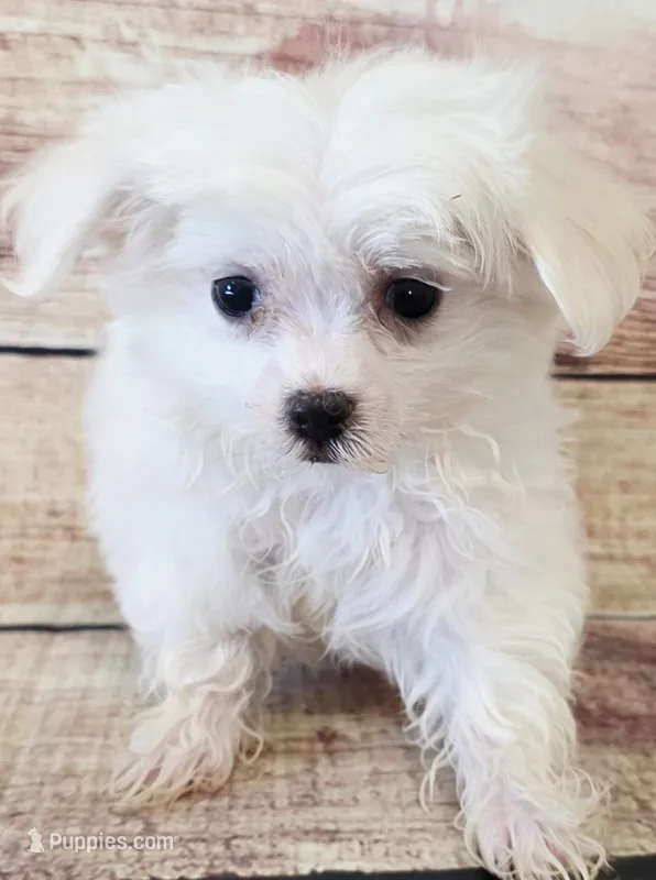 Daniel – Maltese puppy for sale in Kendall, WI