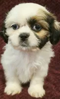 Lola, a female Shih Tzu for sale in Kendall, WI – 1 of 1