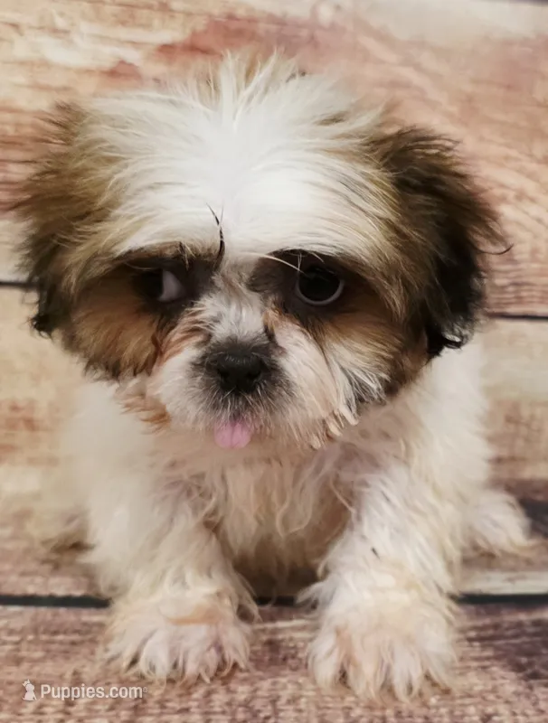 Gretta – Shih Tzu puppy for sale in Kendall, WI