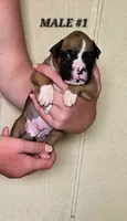 MALE #1, a male Boxer for sale in Kendall, WI – 1 of 3