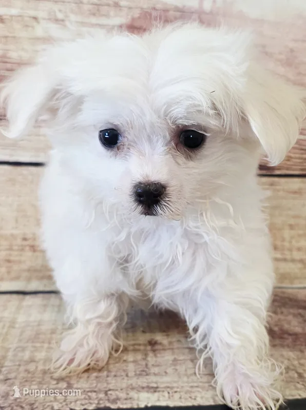 Spur – Maltese puppy for sale in Kendall, WI