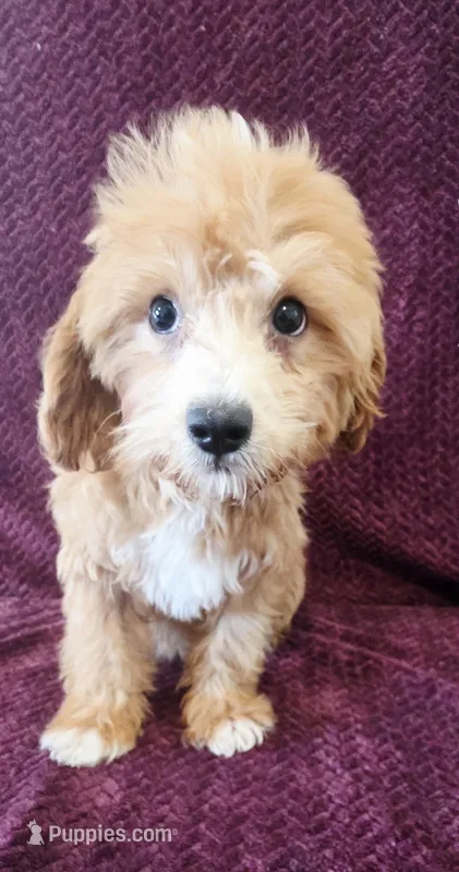 Jewel – Goldendoodle puppy for sale in Kendall, WI