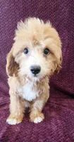 Jewel, a female Goldendoodle for sale in Kendall, WI – 1 of 1