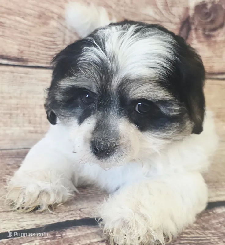 Marshall – Yorkshire Terrier, Shichon puppy for sale in Kendall, WI