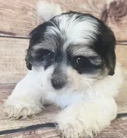 Marshall, a male Yorkshire Terrier and Shichon for sale in Kendall, WI – 1 of 1