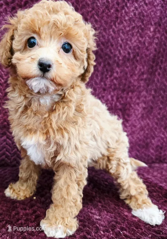 Star – Poodle - Toy  puppy for sale in Kendall, WI