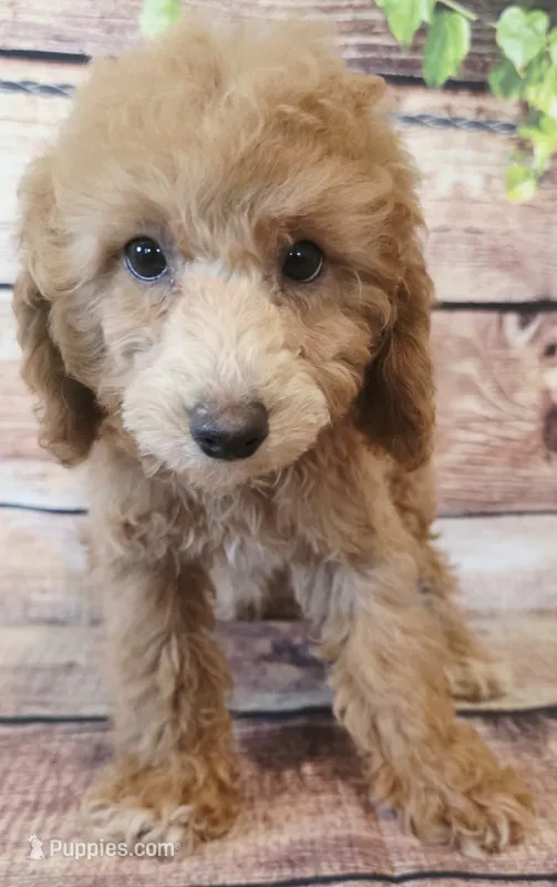 Zeus – Poodle - Toy  puppy for sale in Kendall, WI
