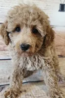 Johnny, a female Poodle - Toy  for sale in Kendall, WI – 1 of 1