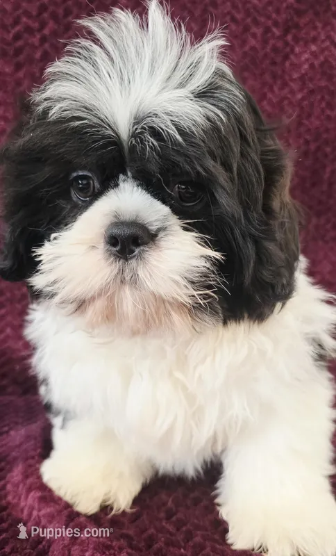 Marvel  – Shih Tzu puppy for sale in Kendall, WI