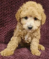 Mac, a male Goldendoodle for sale in Kendall, WI – 1 of 1