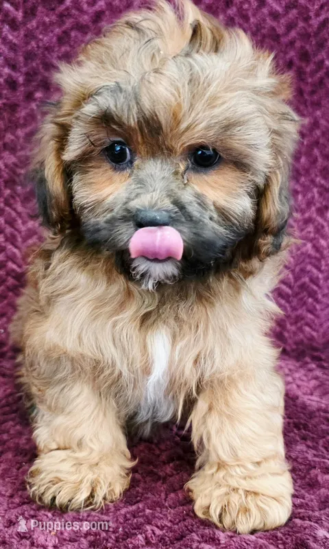 Chase  – Shihpoo puppy for sale in Kendall, WI