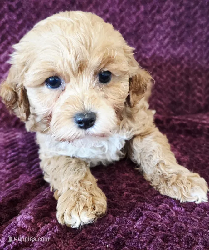 Juliette  – Cavapoo puppy on hold in Kendall, WI