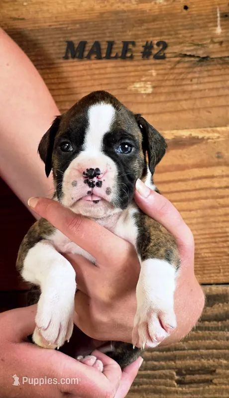 MALE #2 – Boxer puppy for sale in Kendall, WI