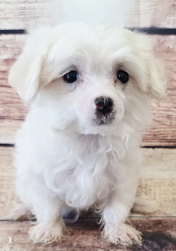 Polar – Maltese puppy for sale in Kendall, WI