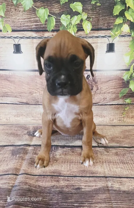 FEMALE #4 – Boxer puppy for sale in Kendall, WI