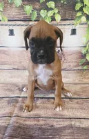FEMALE #4, a female Boxer for sale in Kendall, WI – 1 of 4