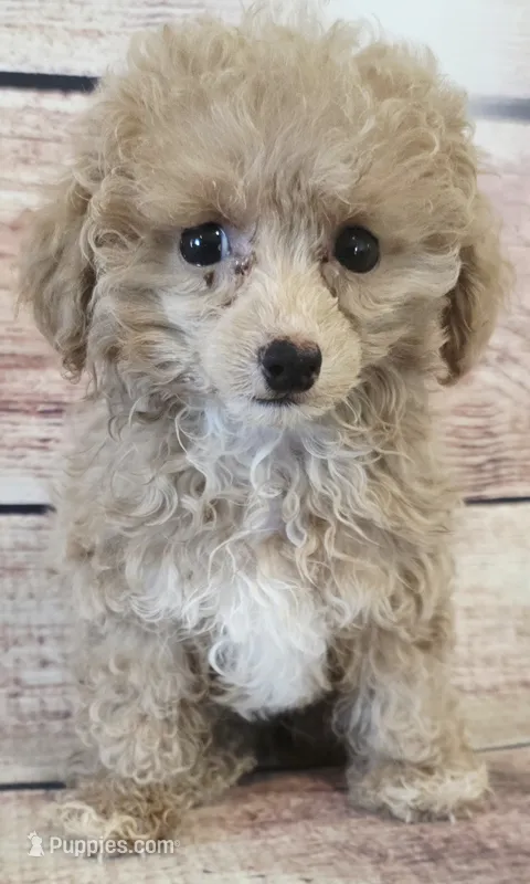 Maggie – Poodle - Toy  puppy for sale in Kendall, WI
