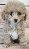 Maggie, a female Poodle - Toy  for sale in Kendall, WI – 1 of 1