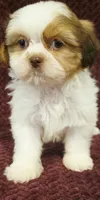 Luna, a female Shih Tzu for sale in Kendall, WI – 1 of 1