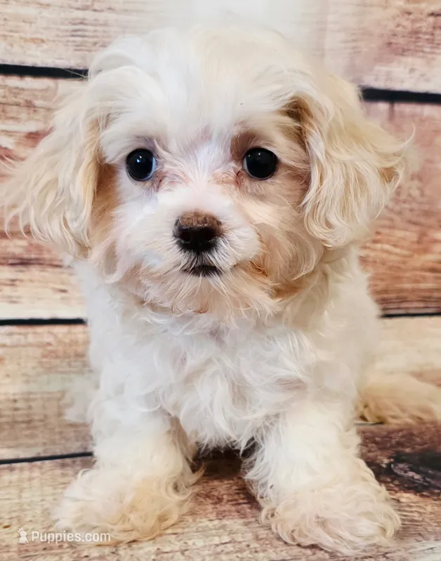 Blake – Maltese puppy for sale in Kendall, WI