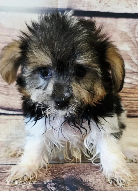 Carman – Morkie puppy for sale in Kendall, WI