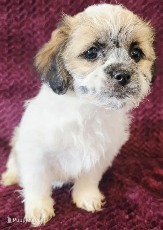 Carman – Shichon puppy for sale in Kendall, WI