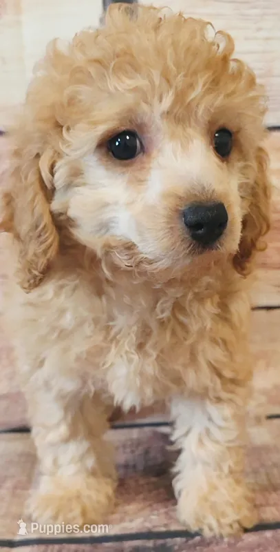 Pretty – Poodle - Toy  puppy for sale in Kendall, WI