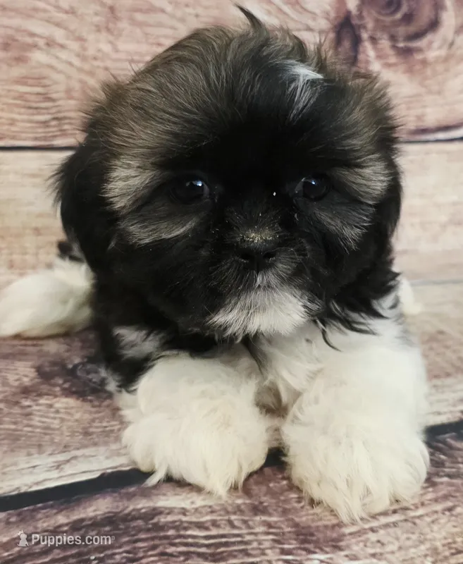 Baby – Shih Tzu puppy for sale in Kendall, WI