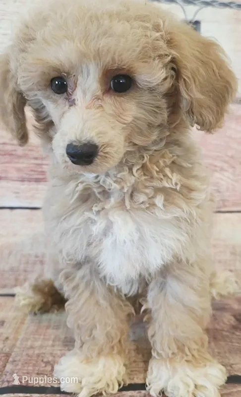 Cash – Poodle - Toy  puppy for sale in Kendall, WI