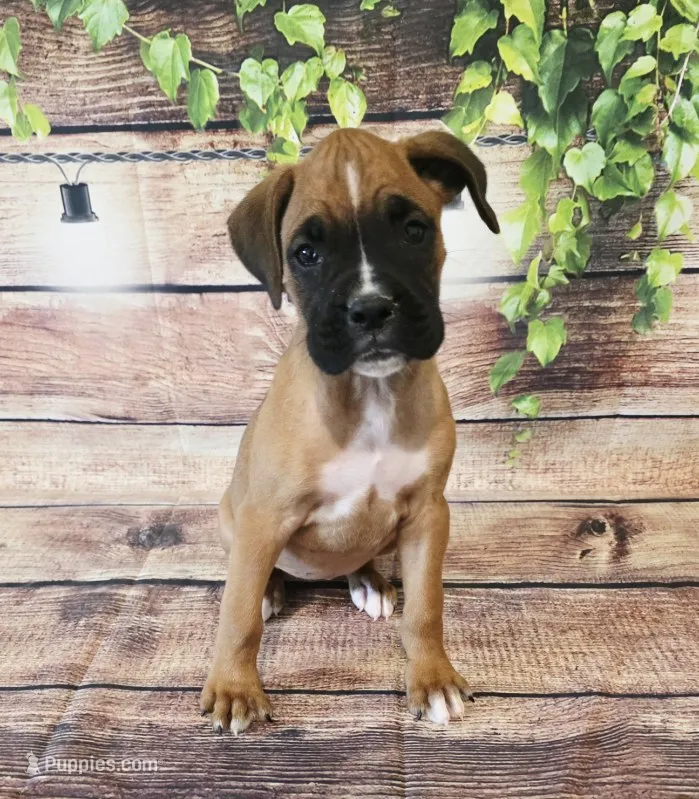 FEMALE #1 – Boxer puppy for sale in Kendall, WI
