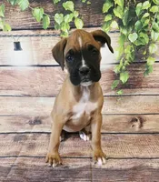 FEMALE #1, a female Boxer for sale in Kendall, WI – 1 of 4