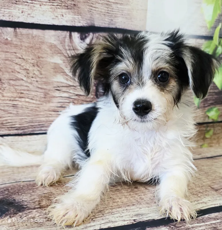 Clara – Morkie puppy for sale in Kendall, WI