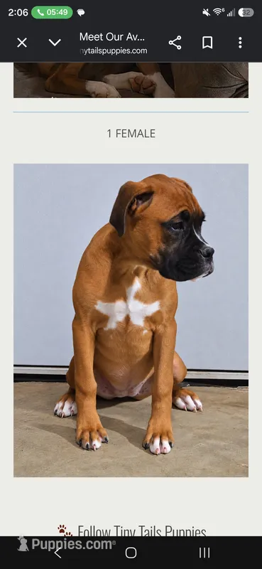 Ruby – Boxer puppy for sale in Kendall, WI