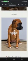 Ruby, a female Boxer for sale in Kendall, WI – 1 of 1