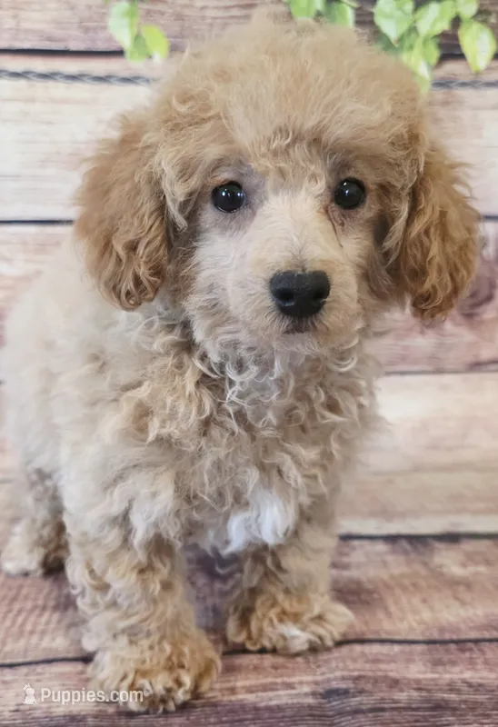 Marvel  – Poodle - Toy  puppy for sale in Kendall, WI