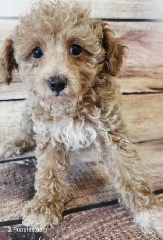 Baby – Poodle - Toy  puppy for sale in Kendall, WI