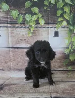 Kisses, a female Cockapoo for sale in Kendall, WI – 1 of 1