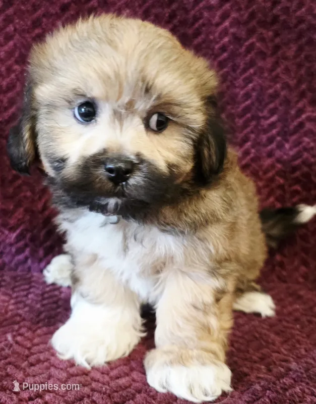 Oliver – Shichon puppy for sale in Kendall, WI