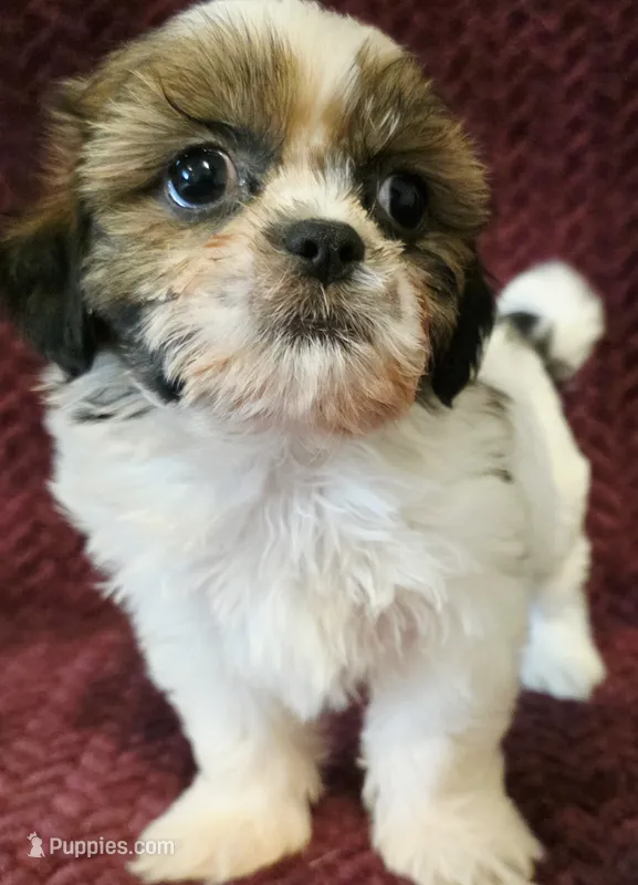 Stearling – Shih Tzu puppy for sale in Kendall, WI