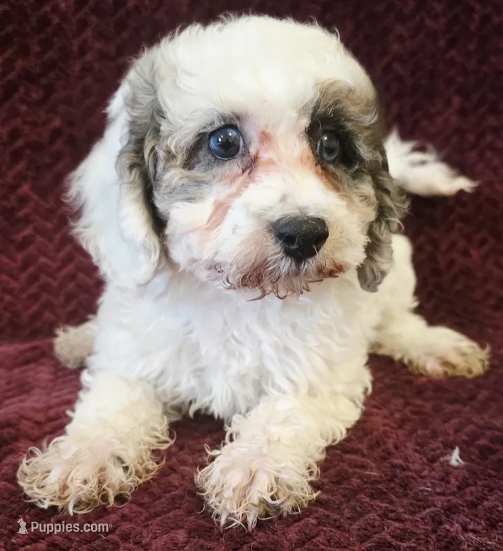 Star – Poodle - Toy  puppy on hold in Kendall, WI