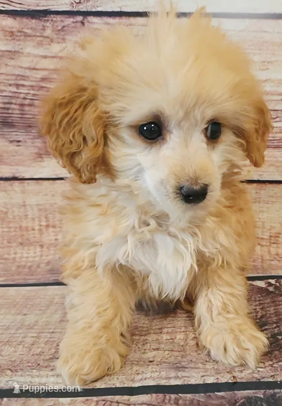 Tommy – Shihpoo puppy for sale in Kendall, WI