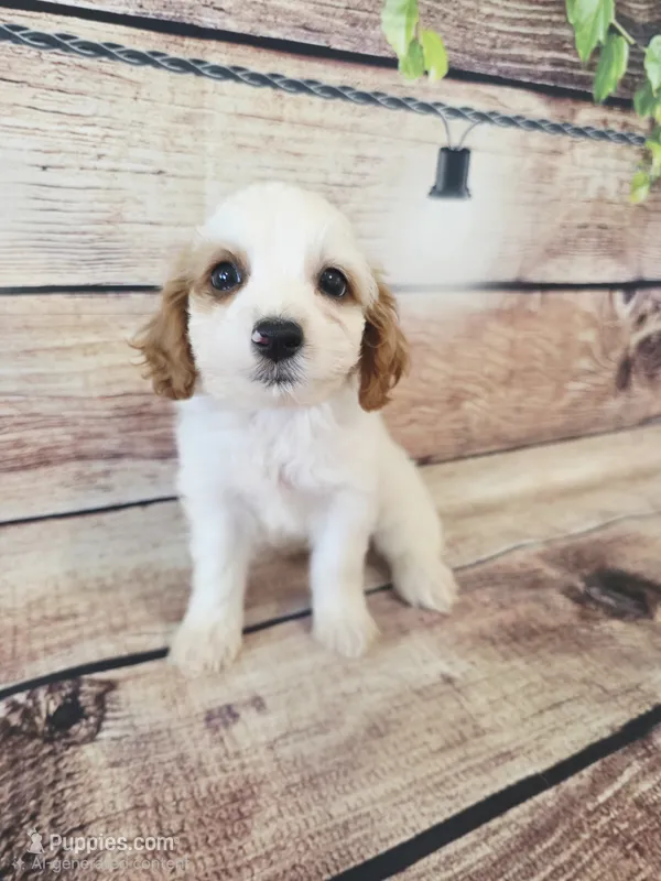 Marvel  – Shihpoo puppy for sale in Kendall, WI