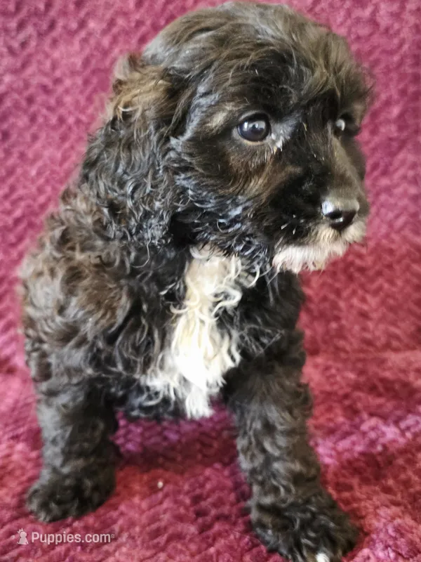 Danielle – Cavapoo puppy for sale in Kendall, WI