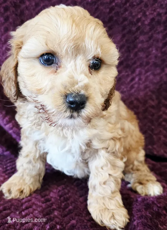 Mark – Cavapoo puppy for sale in Kendall, WI