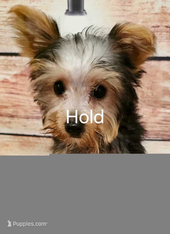 A1 – Yorkshire Terrier puppy on hold in Kendall, WI