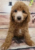 Marvel , a male Poodle - Toy  for sale in Kendall, WI – 1 of 1