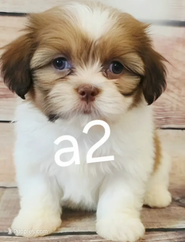 Tucker – Shih Tzu puppy for sale in Kendall, WI